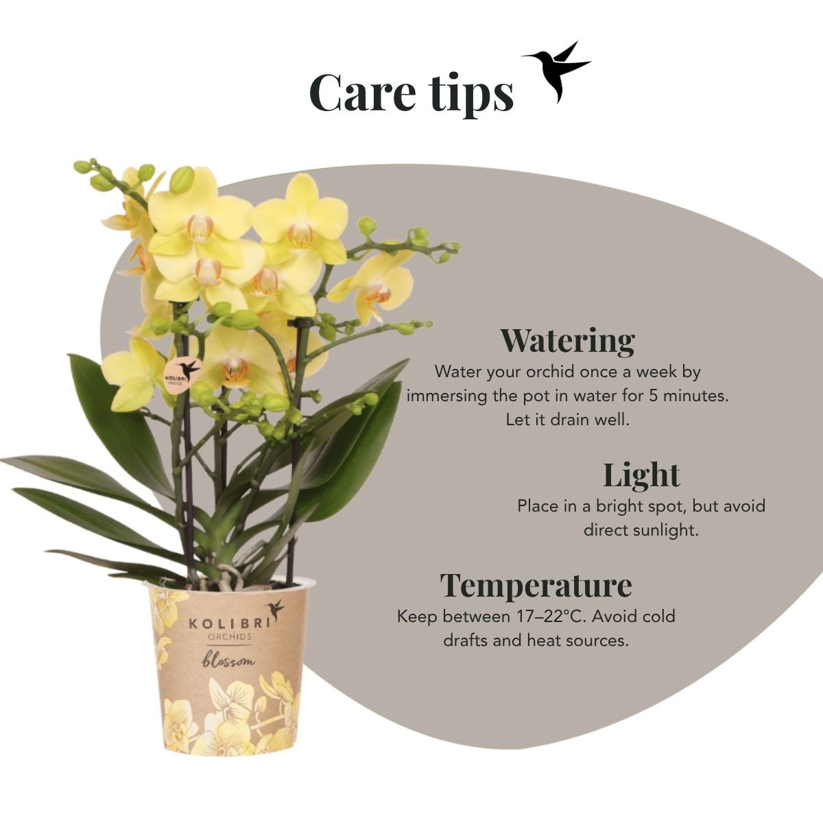 Kolibri Orchids | Combi Deal - 4 Gele Phalaenopsis Orchideeën Blossom Albenga - Ø9 cm