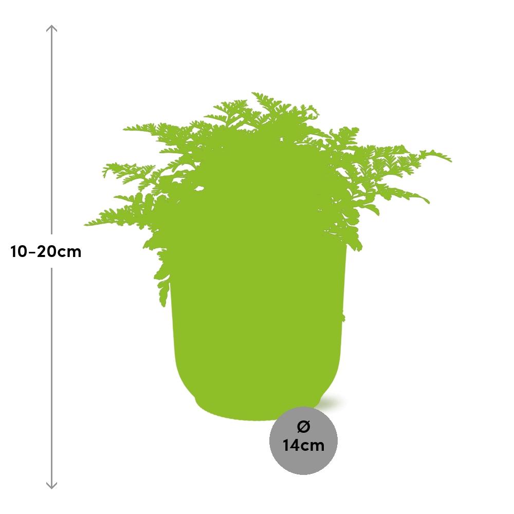 Asplenium Parvati en ELHO Vibes Fold 14cm jaune