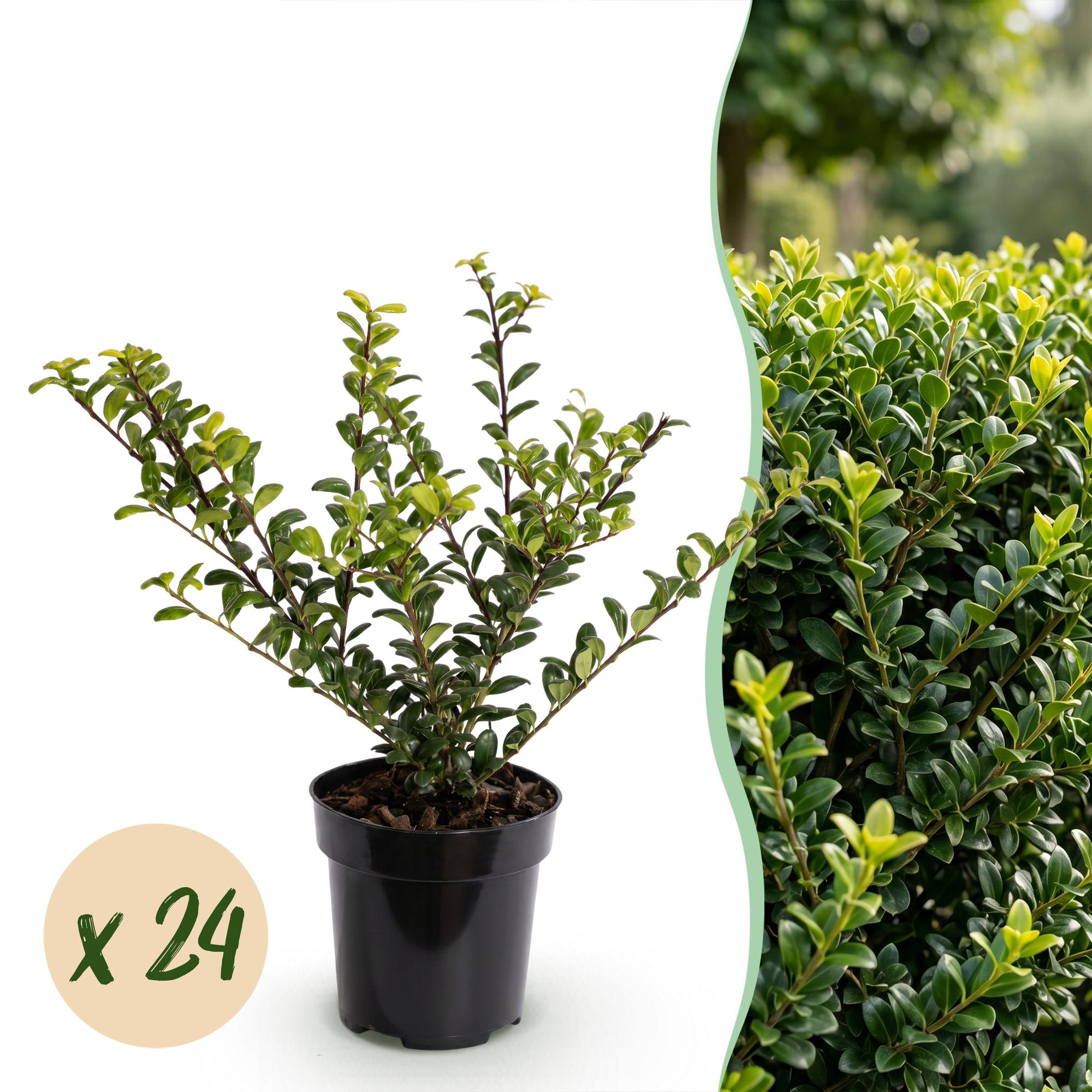 Ilex crenata Golden Gem - Japanse Hulst 24x - Haagplanten - Groenblijvend - Geel - Pot 9cm - Hoogte 20-30cm