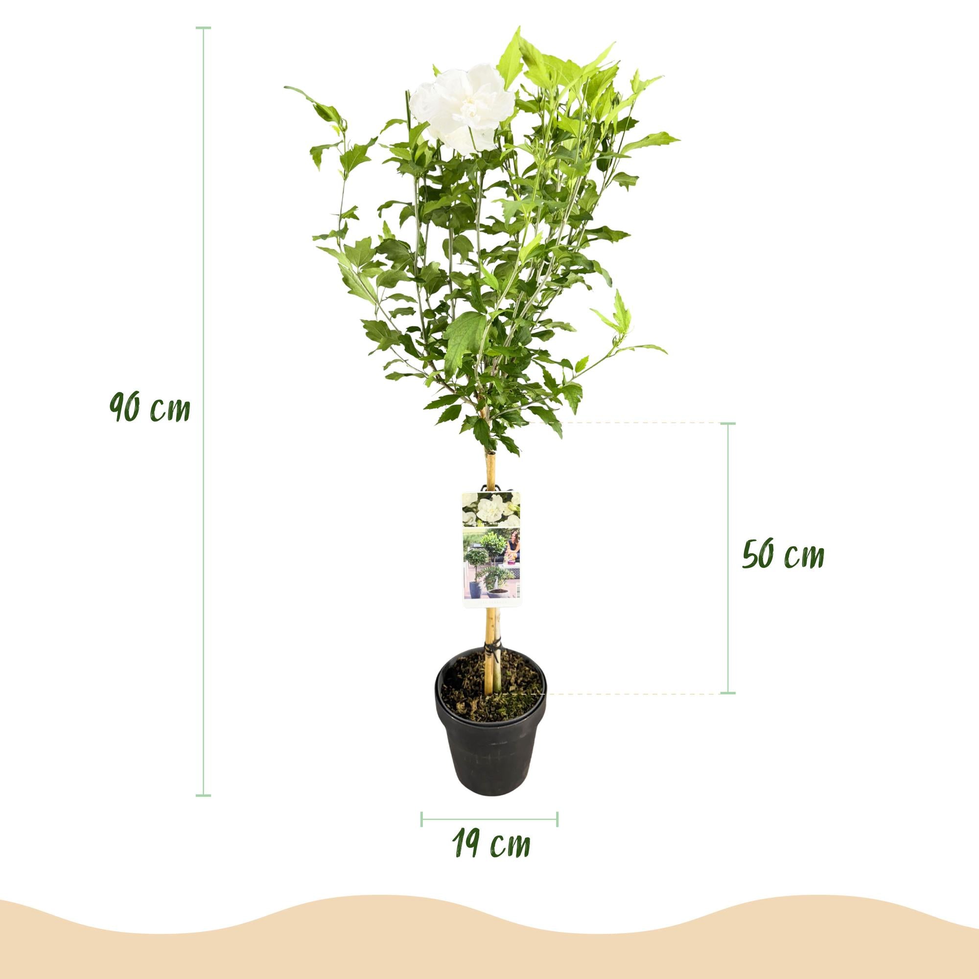 Green boutiQ - Pianta su stelo - Hibiscus syriacus White Chiffon® - Pianta da terrazza - Decidua - Resistente all'inverno - Fiore bianco - Vaso 19 cm Altezza 90 cm
