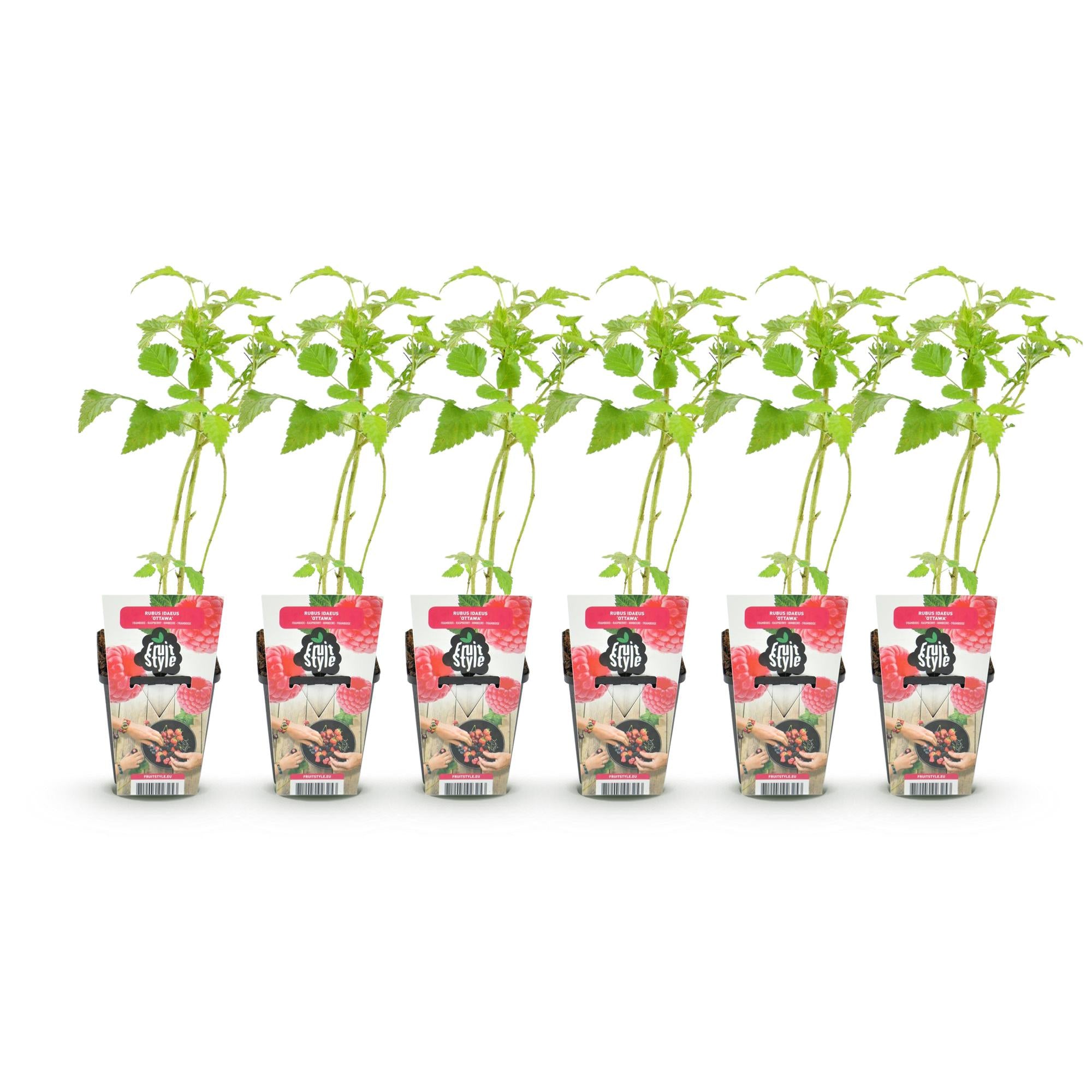 Framboos - Rubus idaeus Ottawa - Winterhard - 6 Planten - Pot 9 cm - Rode Framboos