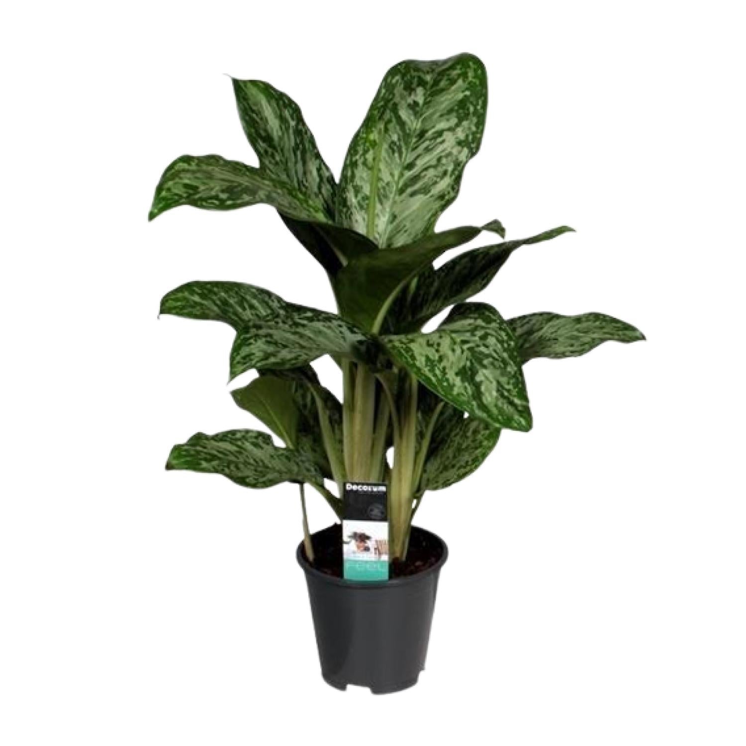 Aglaonema Luz Verde (Decorum) - Ø17cm - ↕60cm