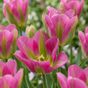 24x Tulipa Jordbærlemonade - Blomsterløg - Tulip Jordbærlemonade - Diverse - Forårsblomstrende - Løgstørrelse 11/12