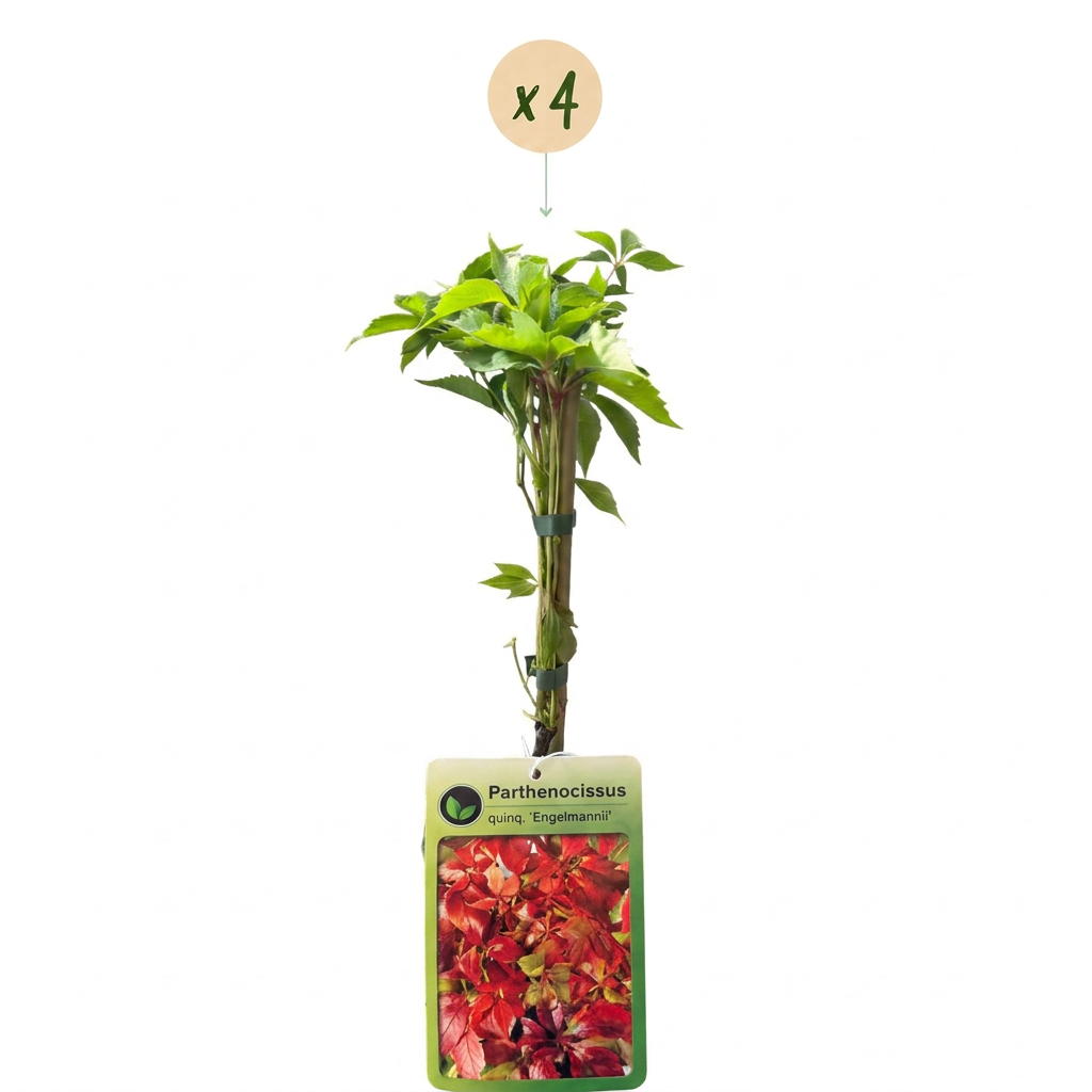 Parthenocissus quin. 'Engelmannii' - Engelmann klimop 4x - Geel - Groen - Klimplant - Ø9cm - ↕35cm
