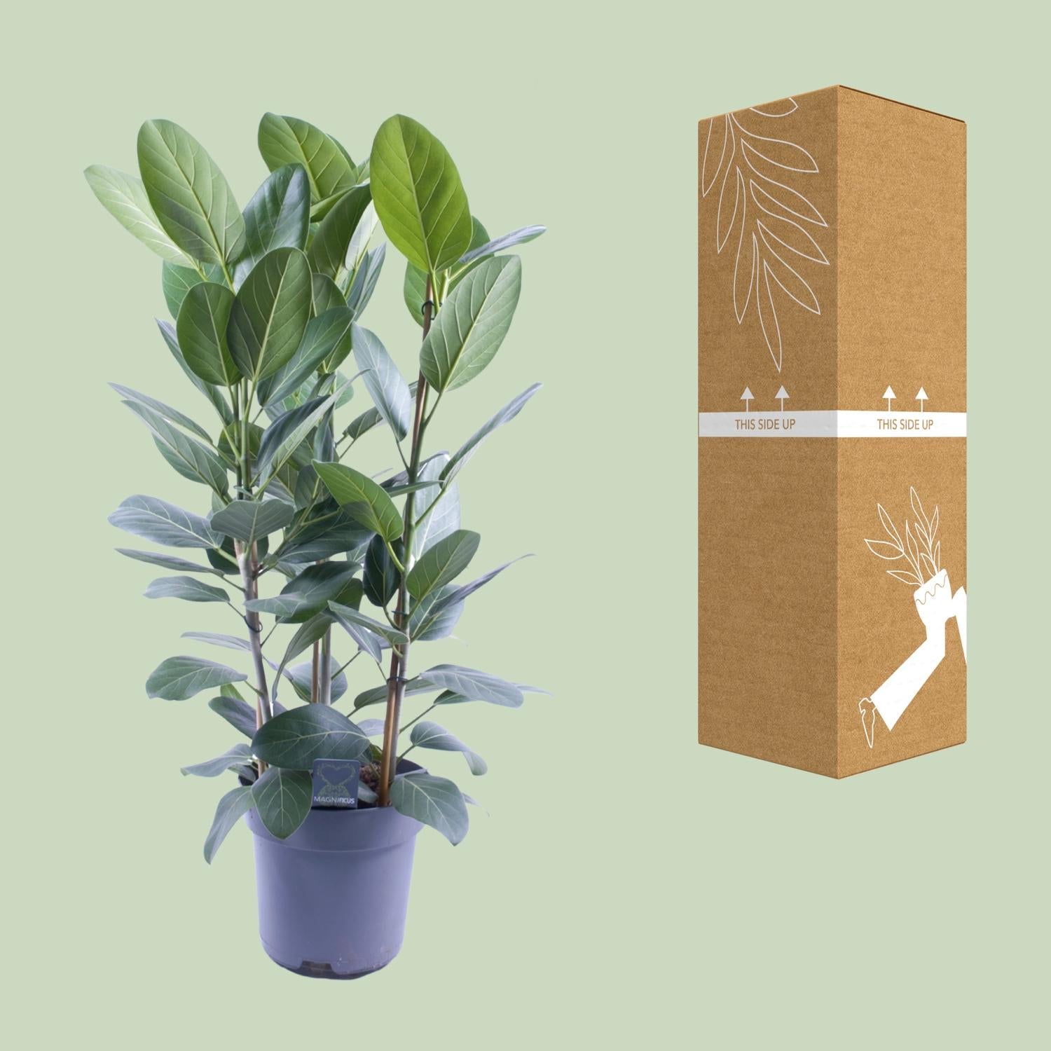 Ficus Audrey Tuft, 3 esquejes - Ø27 cm - ↕105 cm