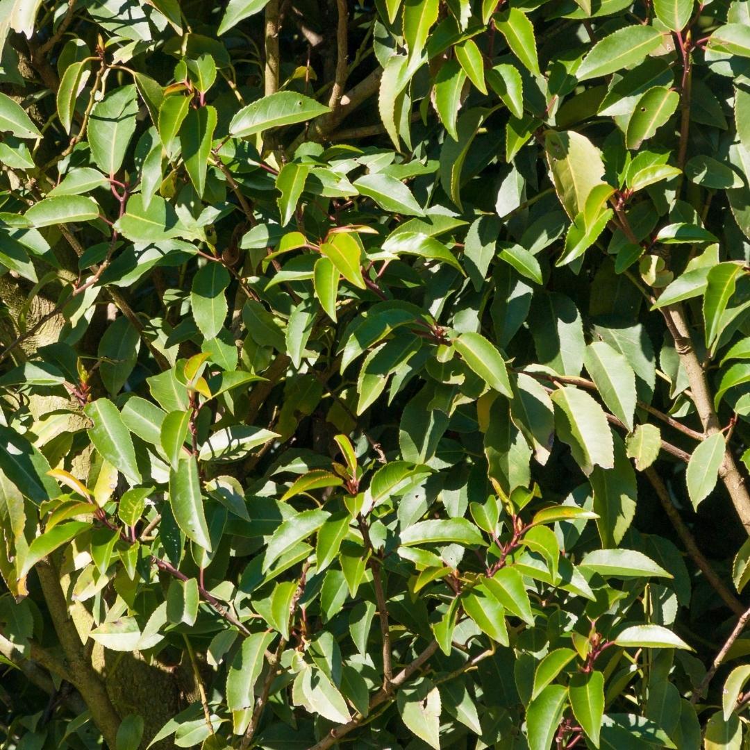 Grote Portugese Laurierkers planten voor 10 strekkende meter haag | 25x ↨ 80-100 cm in 12 liter pot