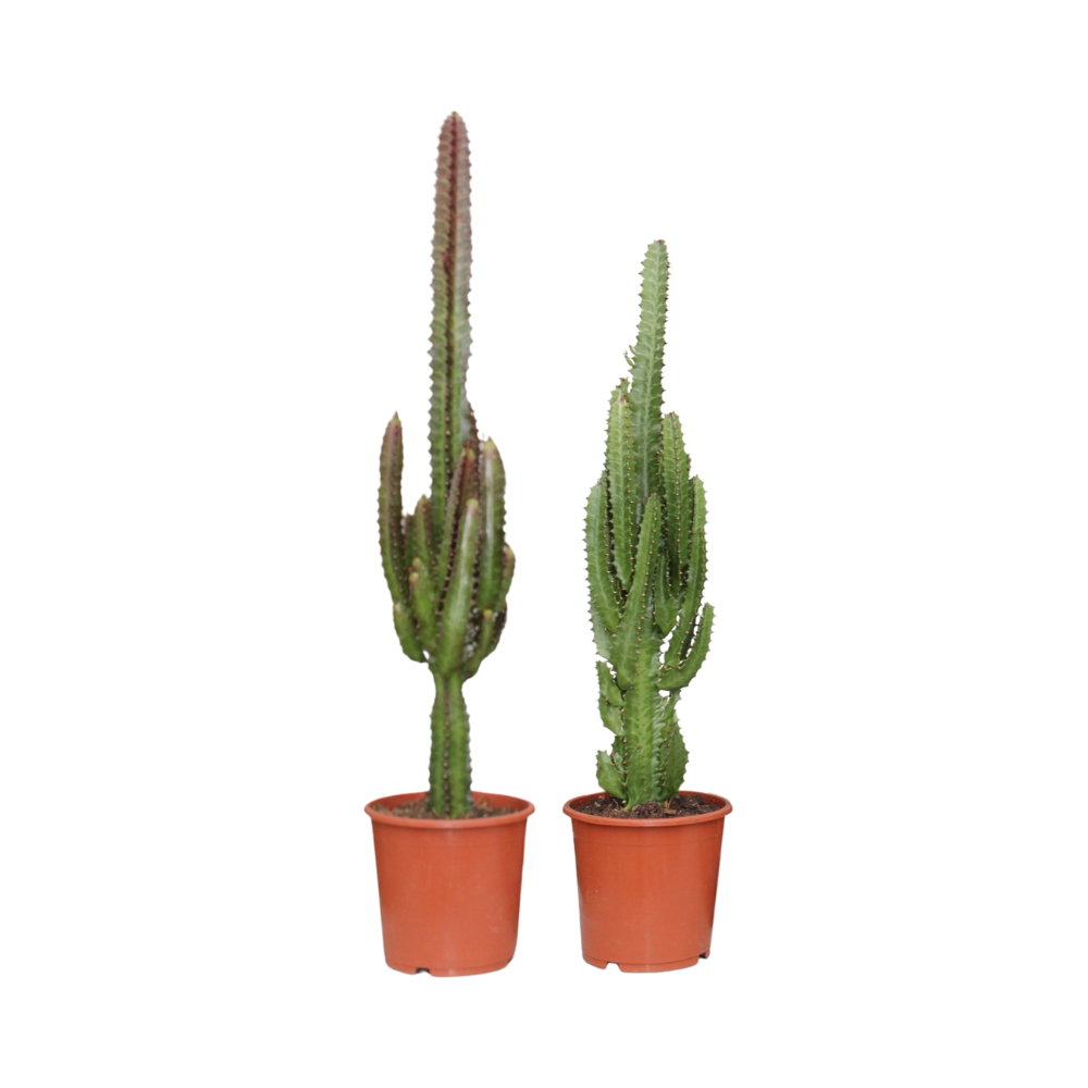 Euphorbia Verde/Rosso - 2 pezzi - Ø17cm - ↕75cm