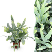 Phlebodium aureum Blue Star - Blauwe Varen - Huisdiervriendelijke Plant - Blauw - 1 Plant - Pot 12cm - Hoogte 25cm