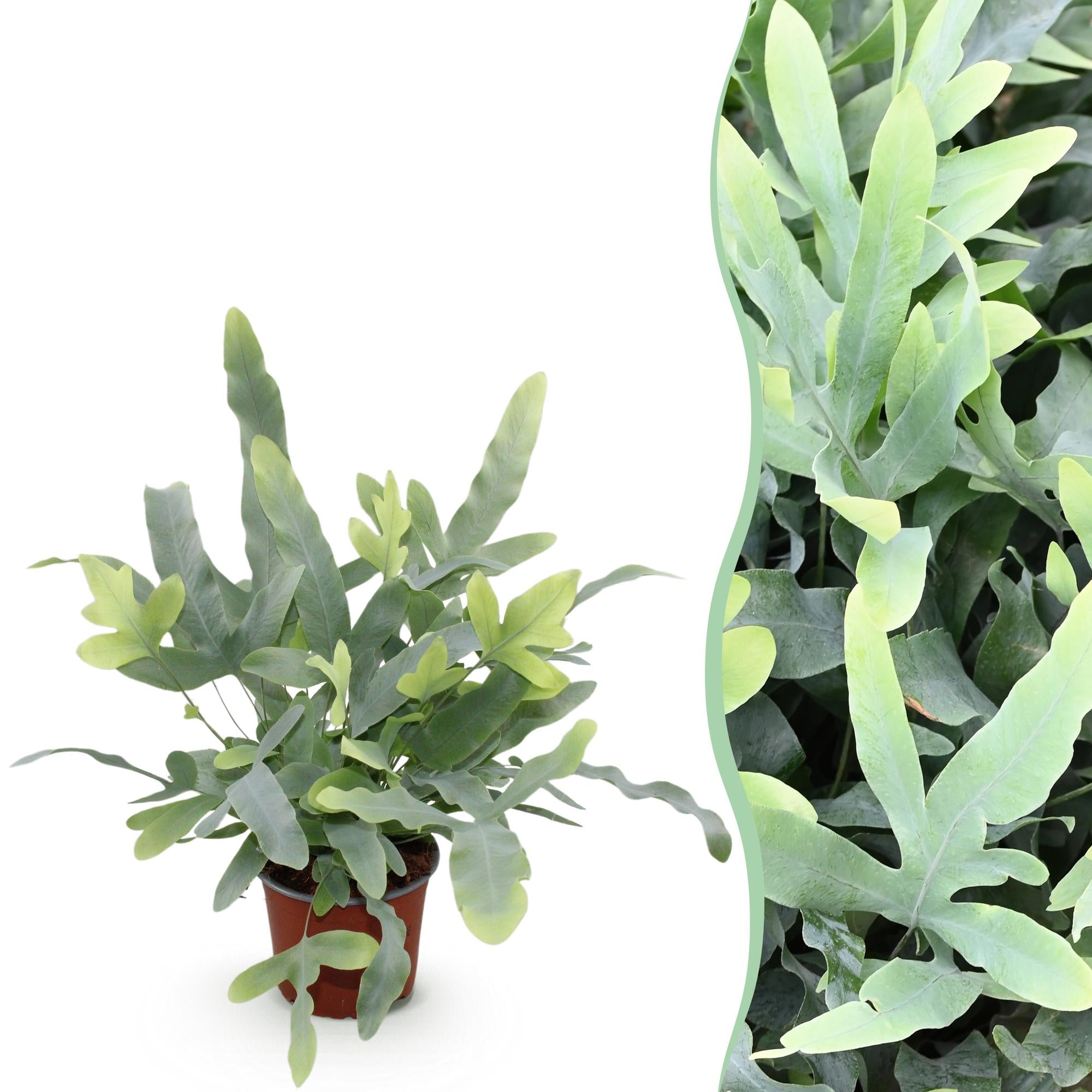 Phlebodium aureum Blue Star - Blauwe Varen - Huisdiervriendelijke Plant - Blauw - 1 Plant - Pot 12cm - Hoogte 25cm