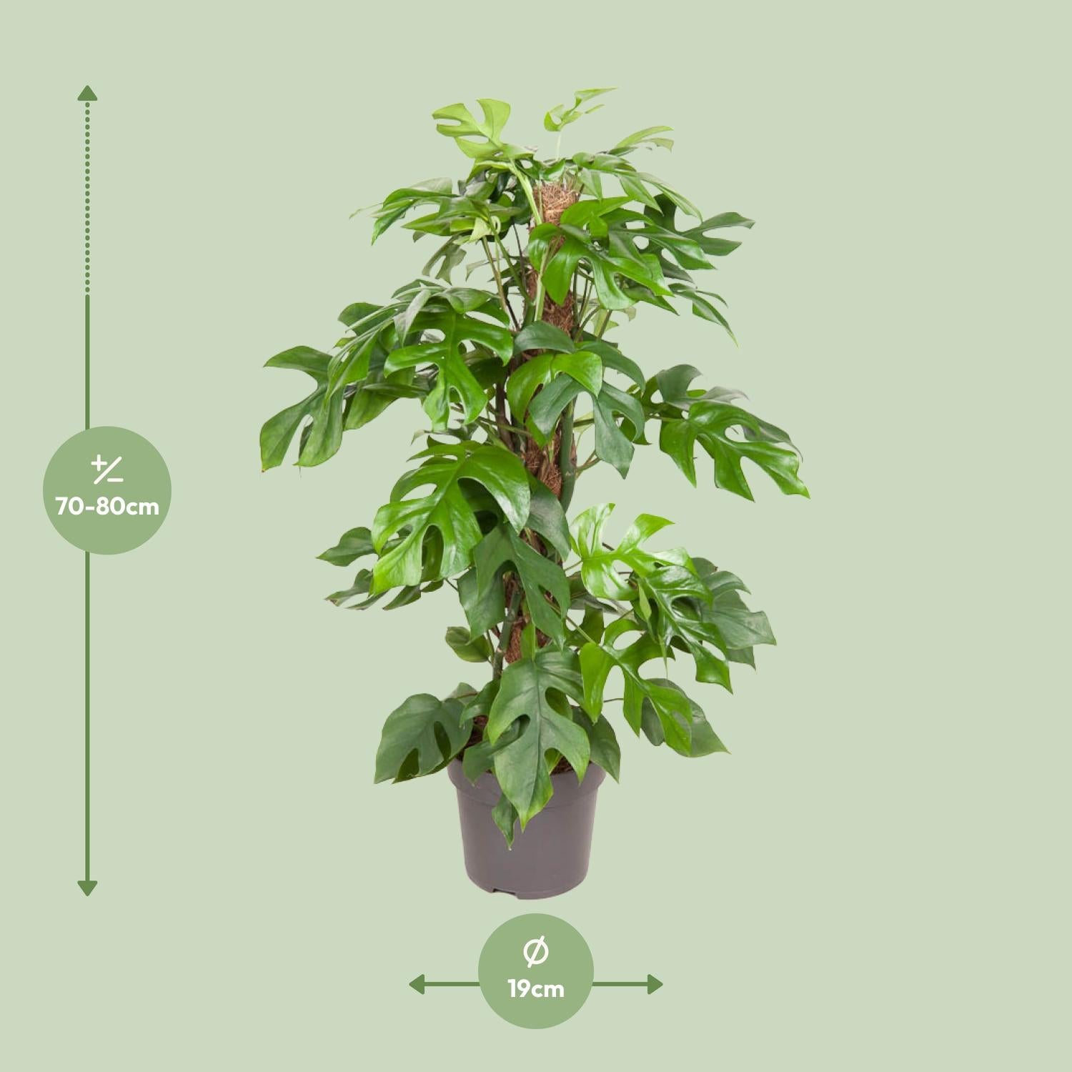 Monstera Minima – Ø19cm – ↕80cm