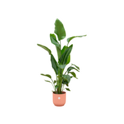 Strelitzia Nicolai inclusief elho Vibes Fold Round roze Ø30 - 160 cm