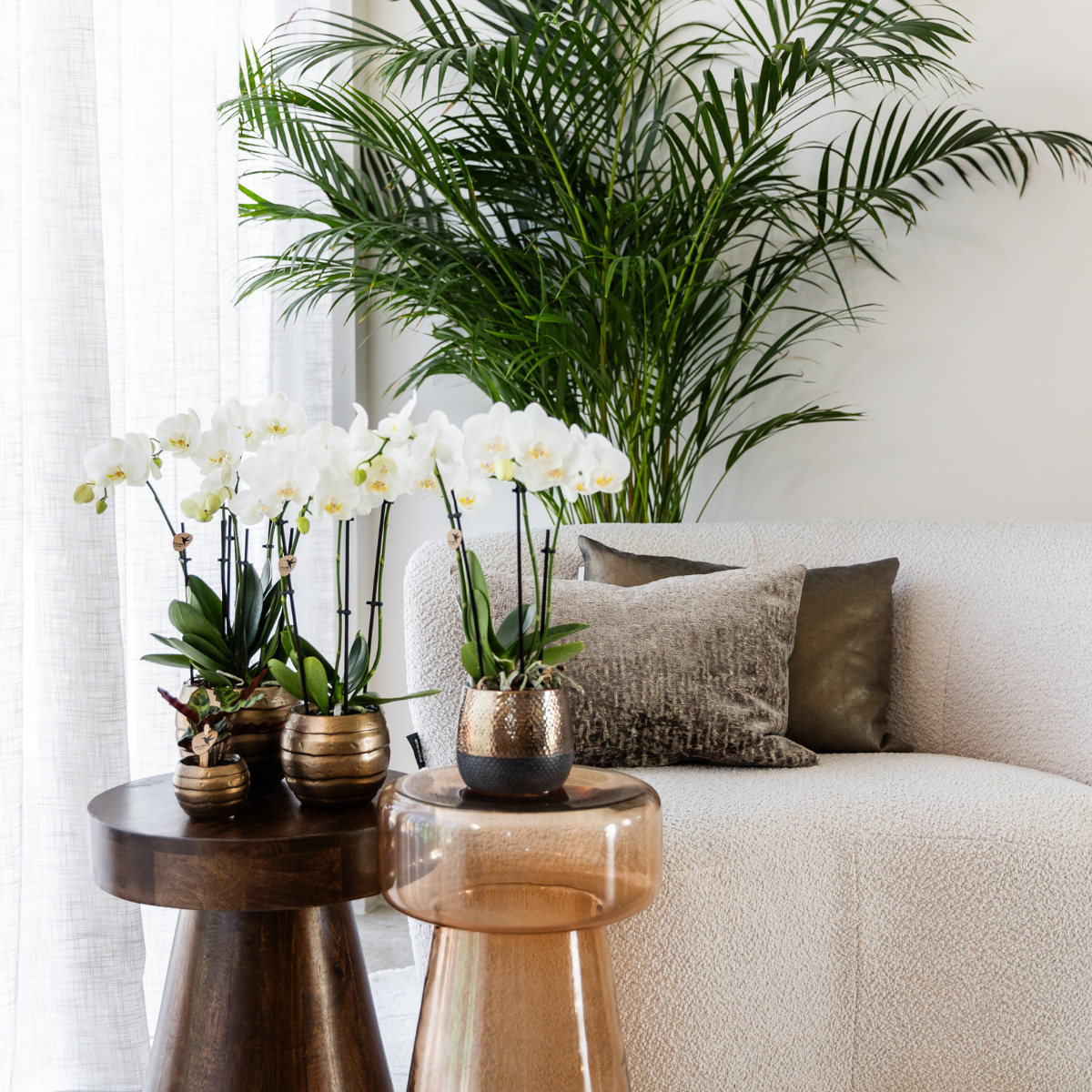 Kolibri Orchids | OFERTA COMBINADA de 4 orquídeas blancas - Gante - maceta de 12 cm de diámetro | planta de interior con flor - recién cultivada