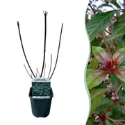 Green boutiQ – Sträucher – Hartriegel 'Kesselringii' – Lila Zweige – 1 Pflanze – Laubabwerfend – Pflegeleicht – Topf: 17 cm, Höhe: 45 cm