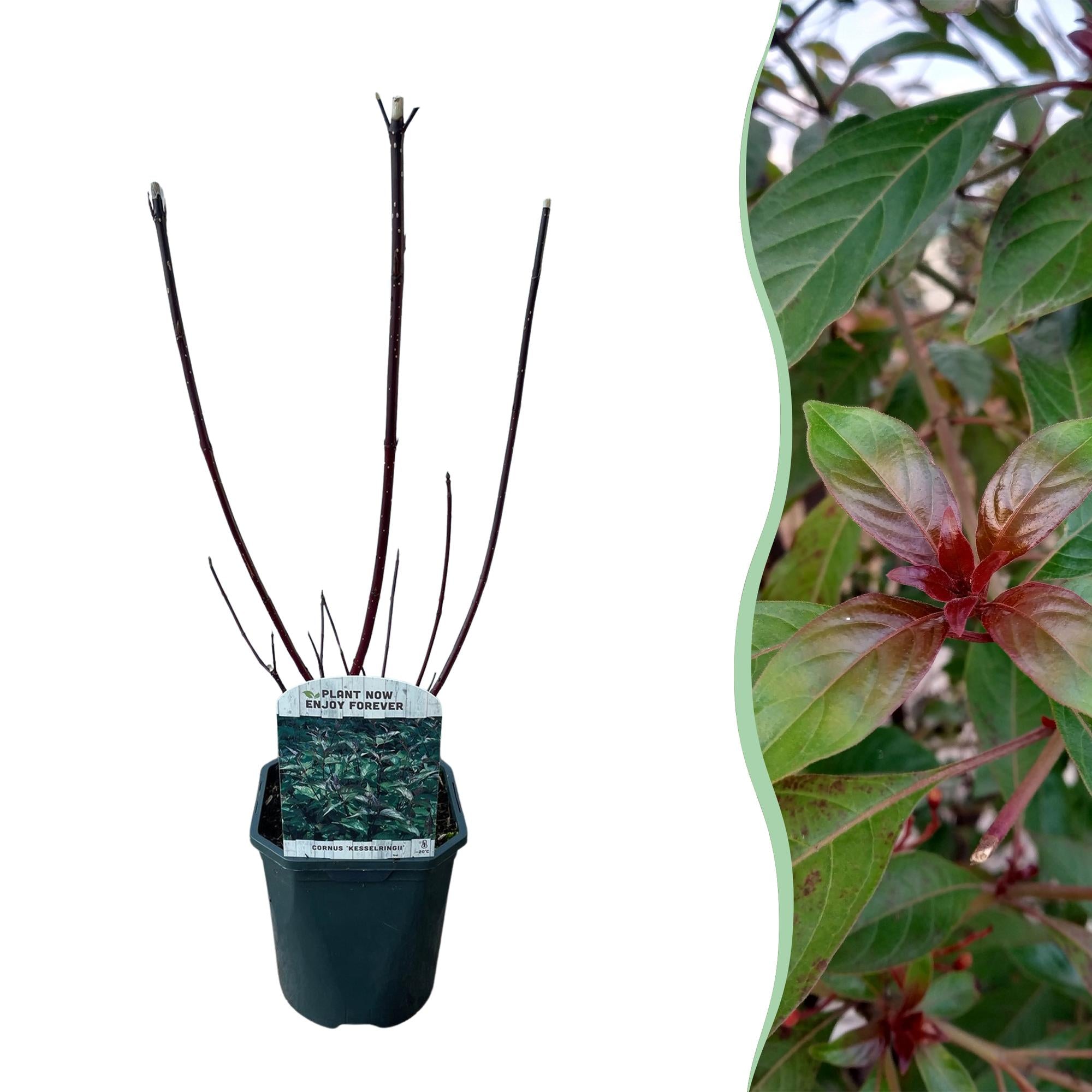 Green boutiQ – Sträucher – Hartriegel 'Kesselringii' – Lila Zweige – 1 Pflanze – Laubabwerfend – Pflegeleicht – Topf: 17 cm, Höhe: 45 cm