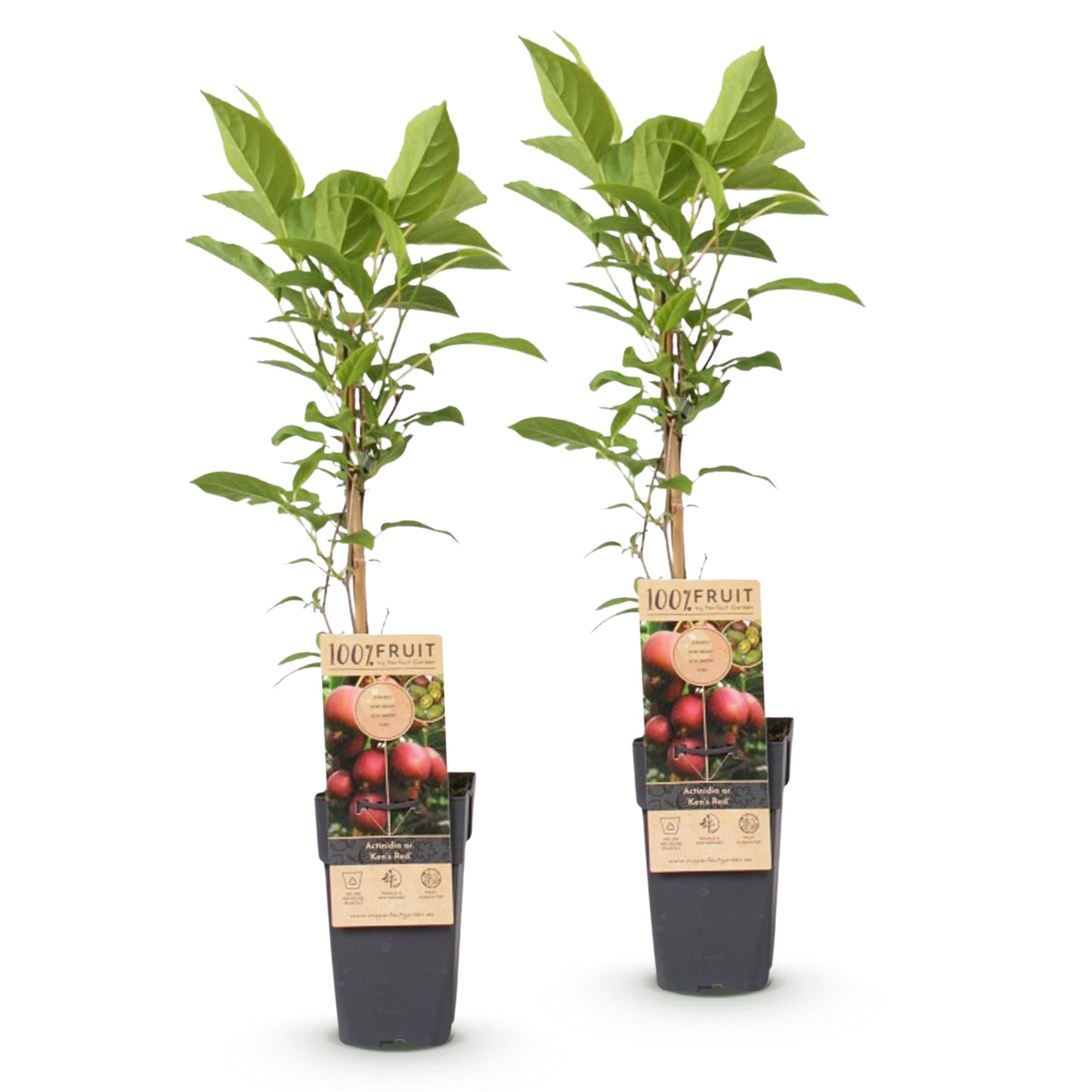 Actinidia deliciosa Ken,s Red - Kiwiplant - Vrouwelijk - Rode Vrucht - 2 Planten - Pot 15cm - Hoogte 50cm