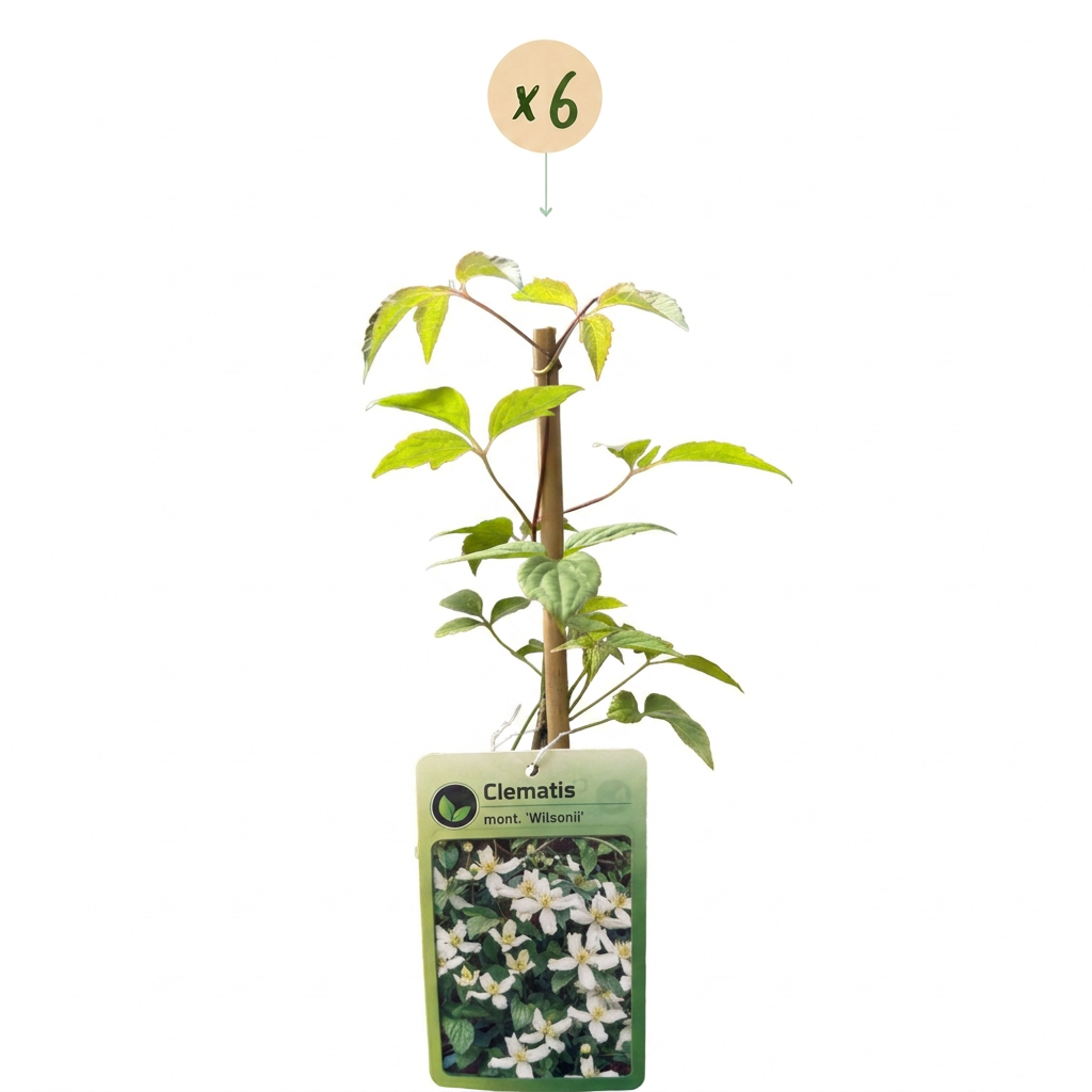 Clematis mont. 'Wilsonii' - Bergclematis 6x - Wit - Klimplant - Ø9cm - ↕35cm