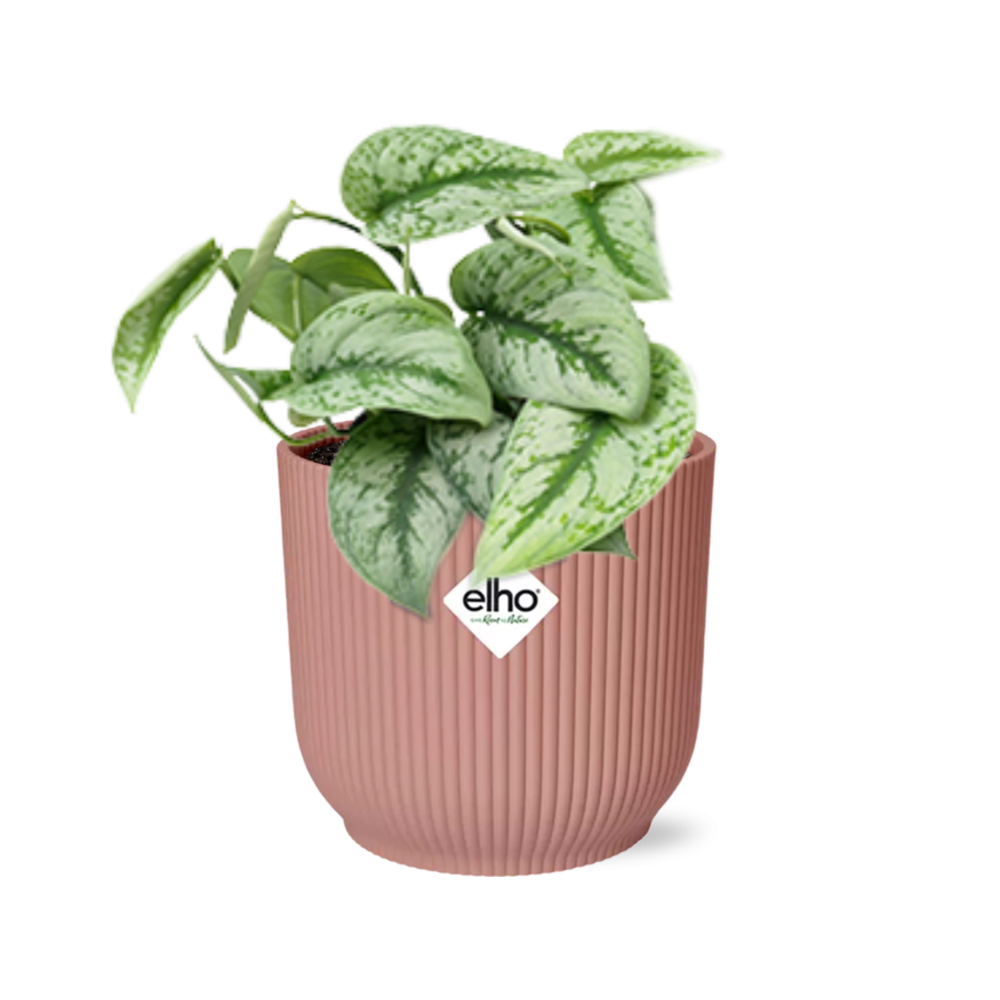 Scindapsus Pictus 'Trebie' in ELHO Vibes Fold 14 cm rosa