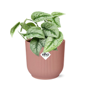 Scindapsus Pictus 'Trebie' in ELHO Vibes Fold 14 cm rosa