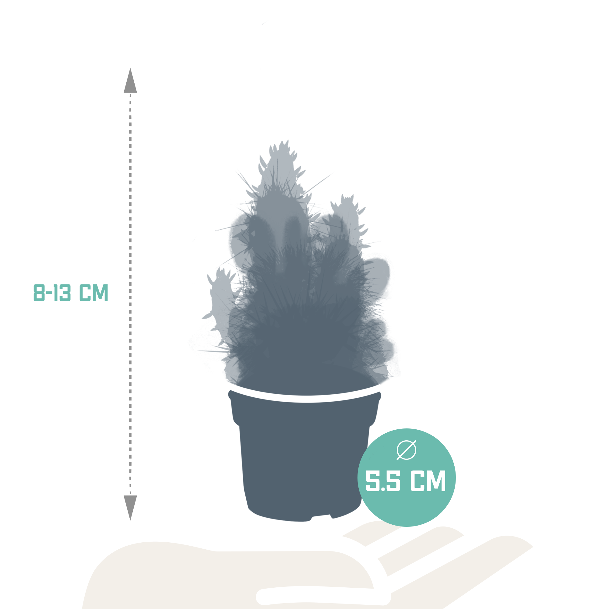 Cactus mix 5.5 cm - 10x - without pot
