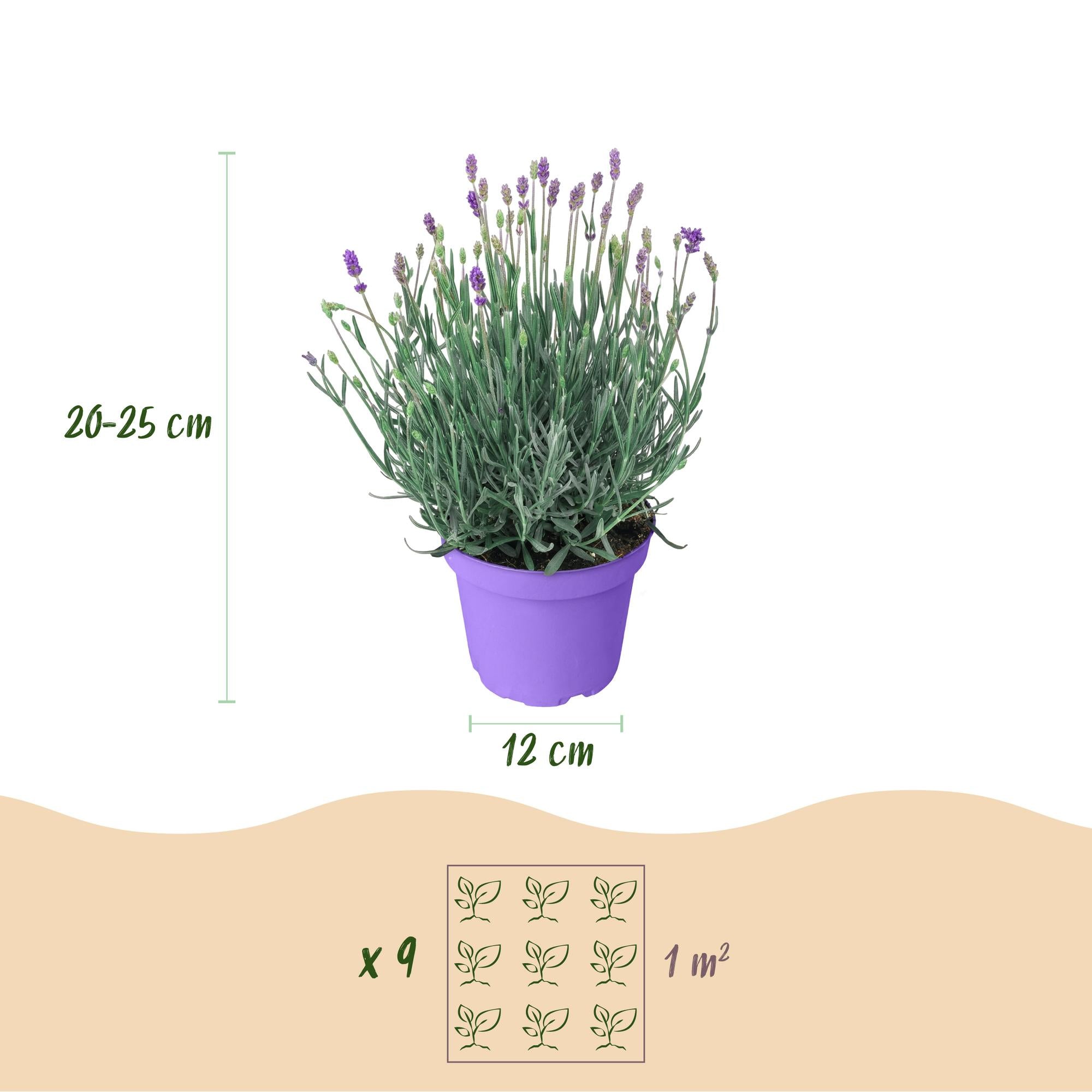 Lavandula angustifolia Munstead - Lavendel - Winterhard - Paars - 6 Planten - Pot 12cm - Hoogte 20-25cm