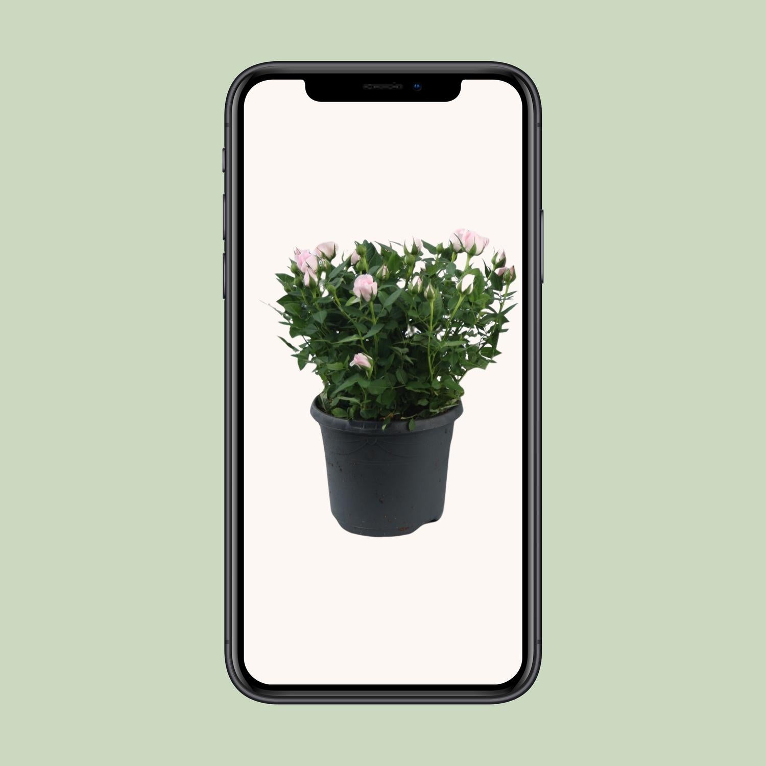 Rosa Jewel Patio Baby - Ø17cm - ↕30cm