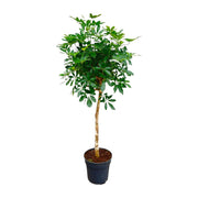 Schefflera am Stamm - 170 cm - ø30