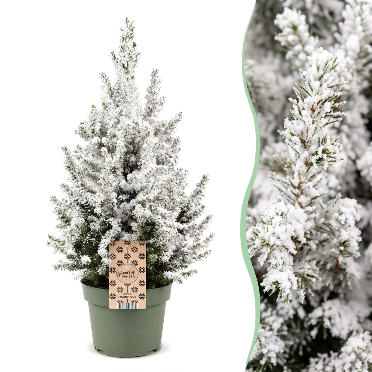 Picea glauca Conica - 2x Kegelspar - Groen - Wit - Kerstboom - Ø19cm - ↕65cm
