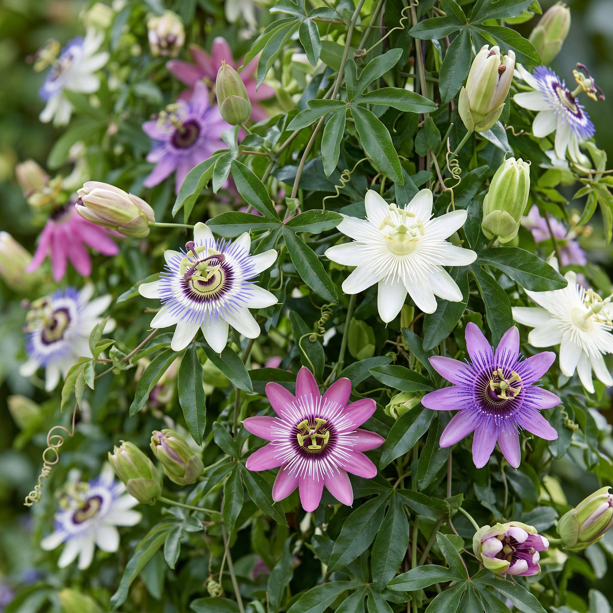 Passiflora Regenboog - Passiflora Rainbow 12x - Wit - Paars - Roze - Paars - Klimplant - Ø9cm - ↕35cm
