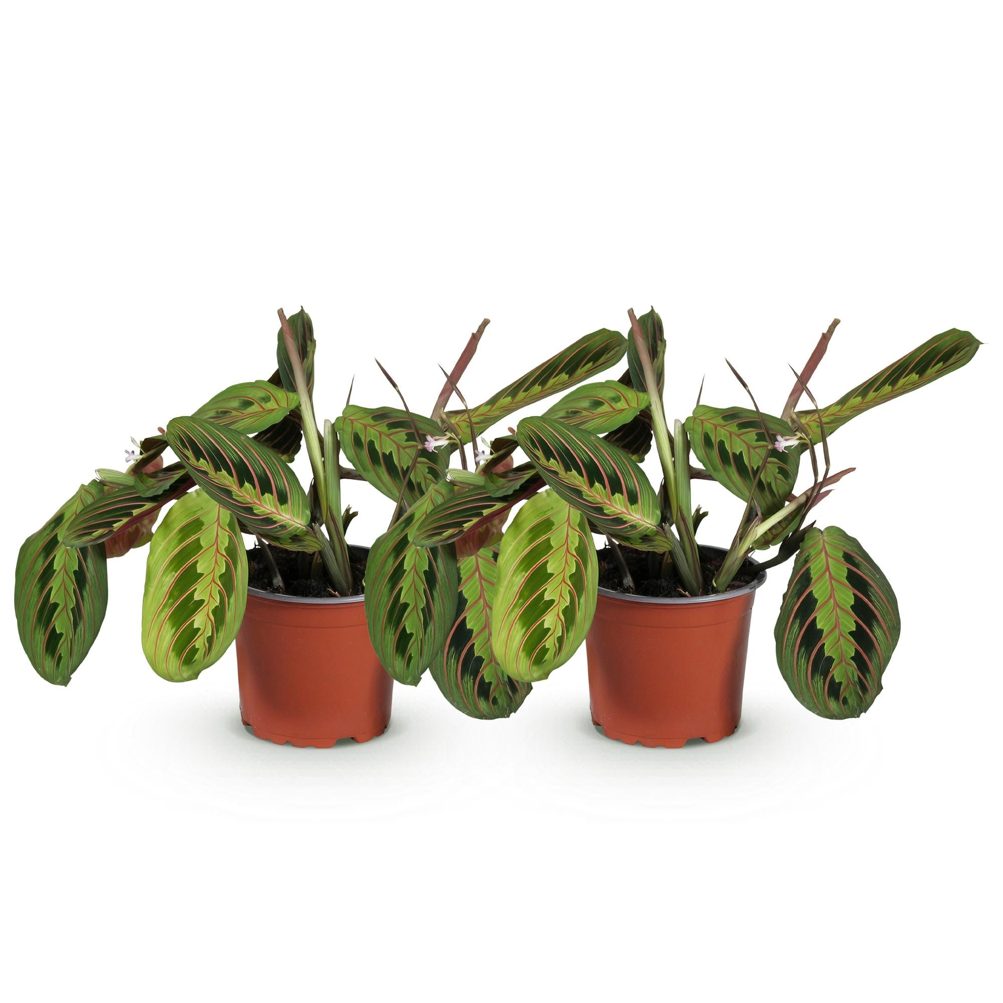 Maranta Fascinator Tricolour - Gebedsplant - Huisdiervriendelijk - Groen - 2 Planten - Pot 12cm - Hoogte 30-35cm