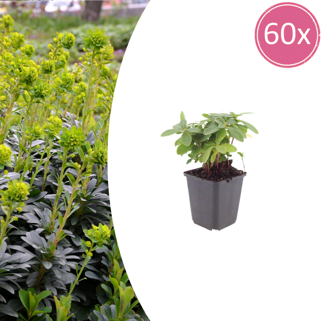 60x Euphorbia amygdal. robbiae - ↕10-25cm - Ø9cm