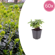 60x Euphorbia amygdal. robbiae - ↕10-25cm - Ø9cm