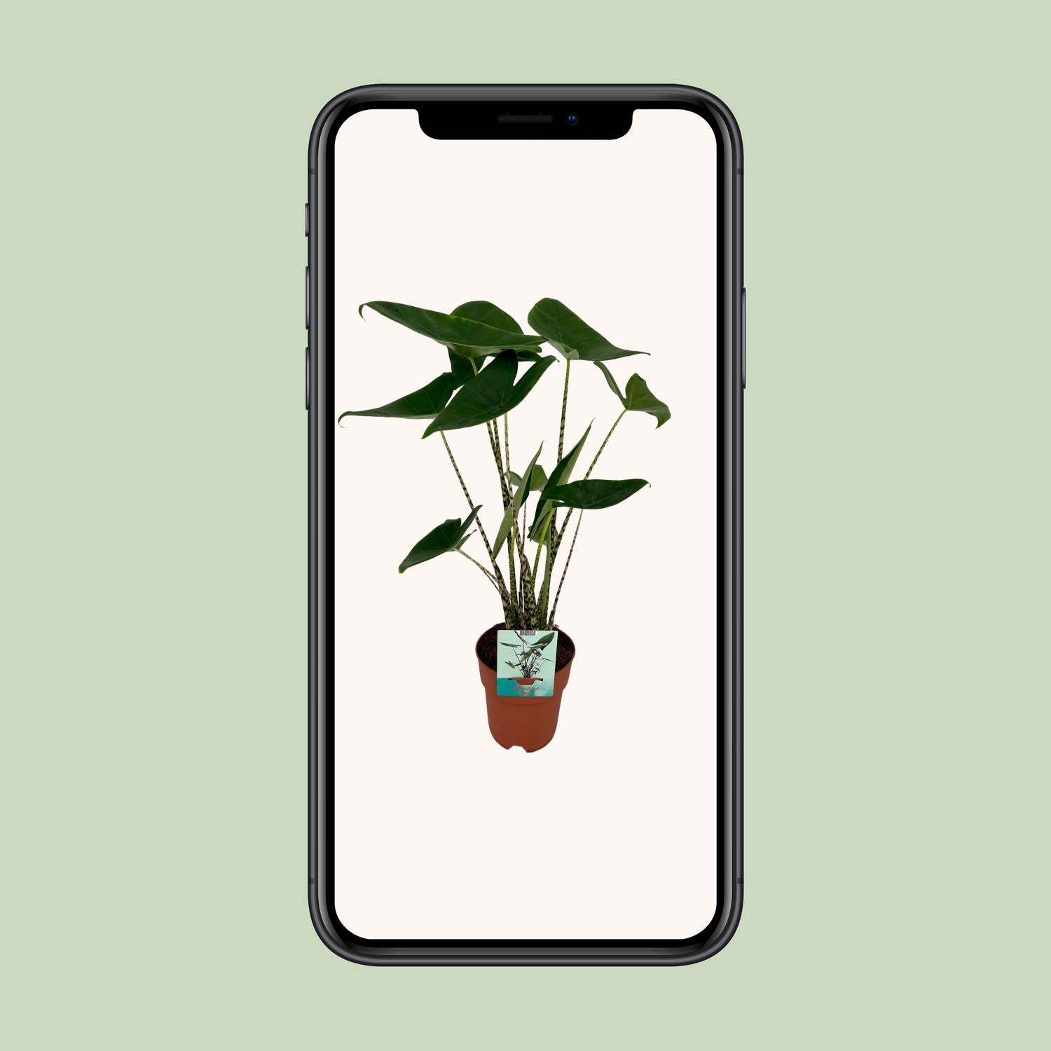 Alocasia Zebrina – Elefantenohr – Ø 19 cm – ↕ 75 cm