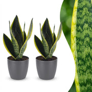 Sansevieria Future Superb - Vrouwentong - 2 Planten - met Potter Grijs - Pot 12cm - Hoogte - 35cm