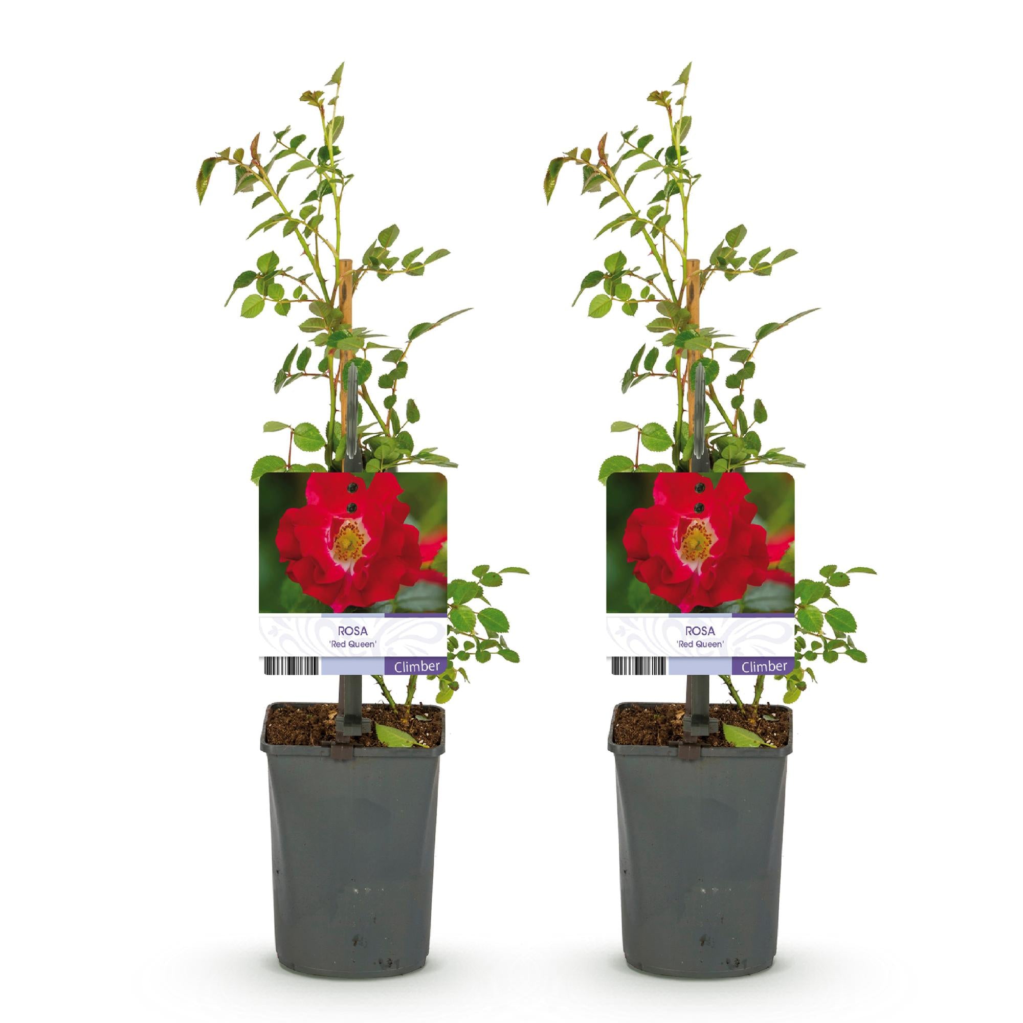 Green boutiQ – Kletterrose – Rosa Red Queen – Rote Blüte – Pflegeleicht – 2 Pflanzen – Topf 11 cm, Höhe 40 cm
