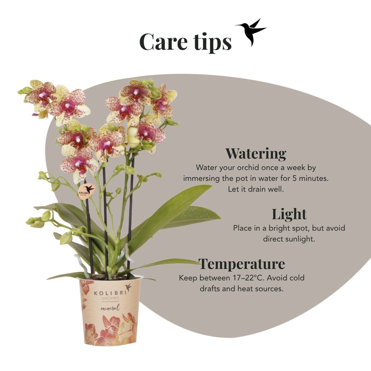 Kolibri Orchids | Plantenset Chrome - Oranje-Gele Phalaenopsis Orchidee Mineral Grosseto & Philodendron White Measure & Calathea Makoyana