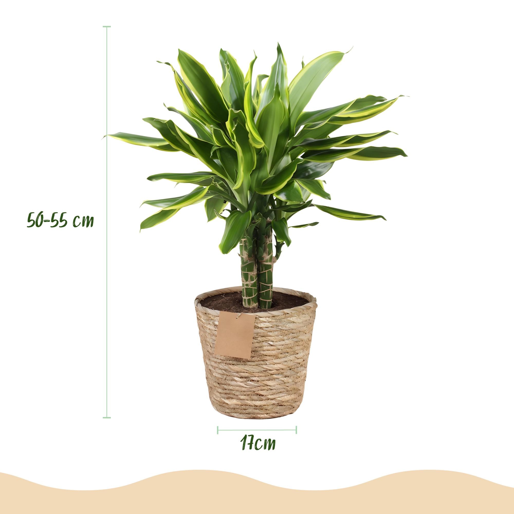 Dracaena fragrans Golden Coast - Drakenbloedboom - Weinig onderhoud - met mand - Groen - 2 Planten - Pot 17cm - Hoogte 50-55cm