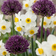 140x Bulb Dry Garden - Bloembollen - Droge tuin bollenplanten - Diversen - Zomerbloeier - Bolmaat 10/12