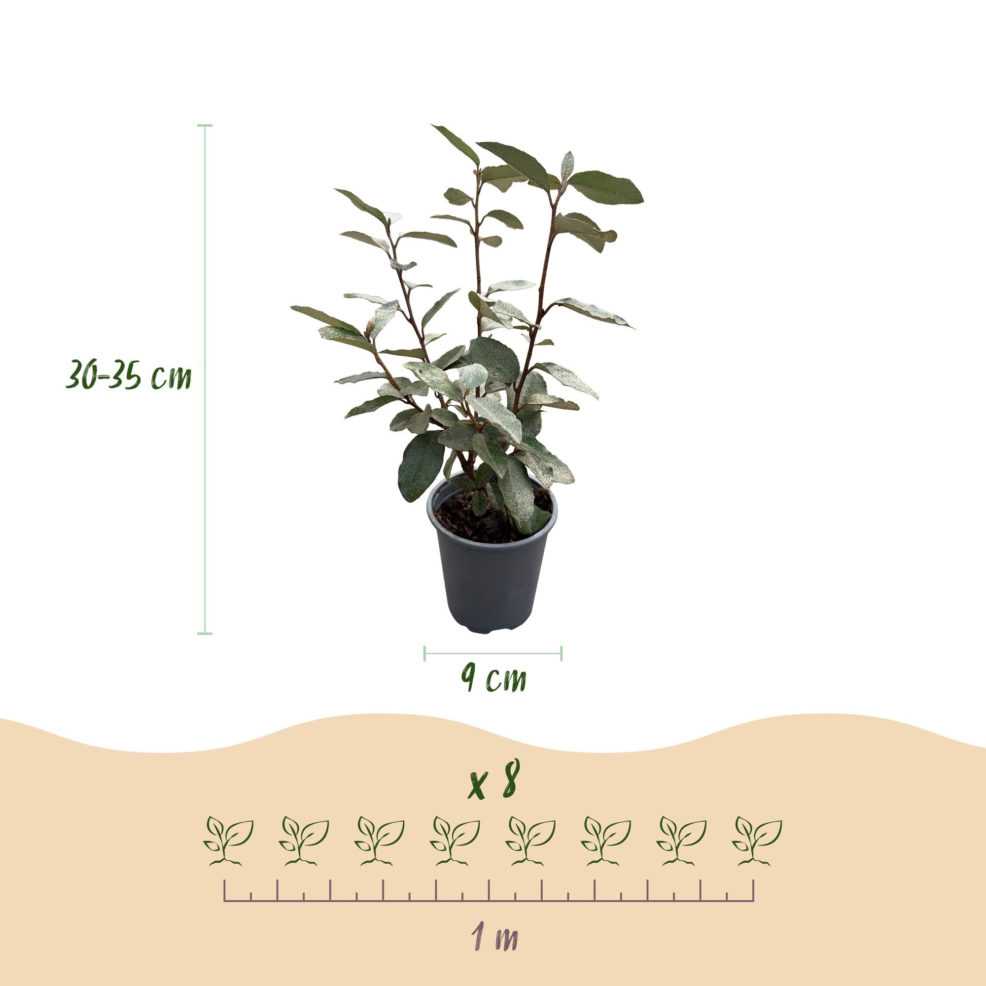 Eleagnus ebbingei Compacta - Blad Grijs - 8 Planten - 1 Strekkende Meter - Groenblijvend - Pot 9cm Hoogte 30-35cm