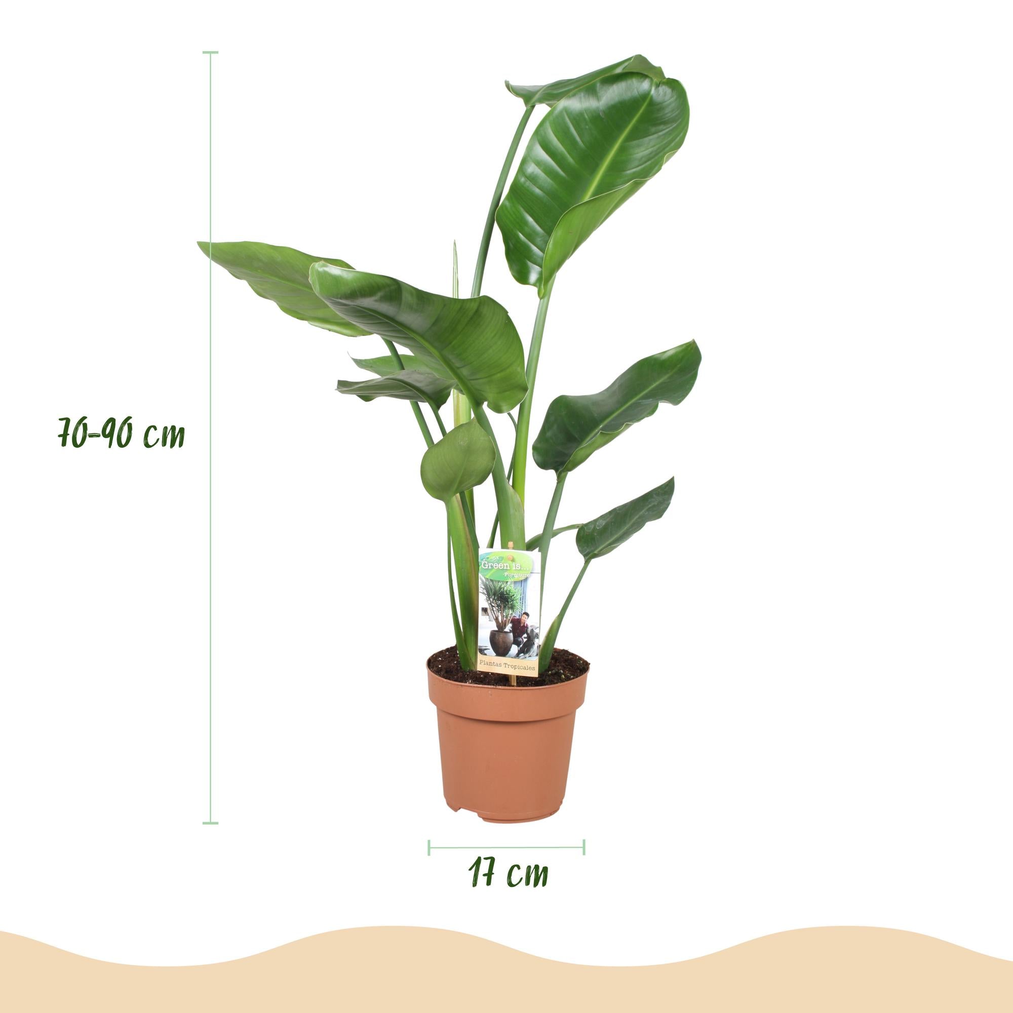 Stelitzia Nicolai - Paradijsvogelbloem - Weinig onderhoud - Groen - 1 Plant - Pot 17cm - Hoogte 70-90cm