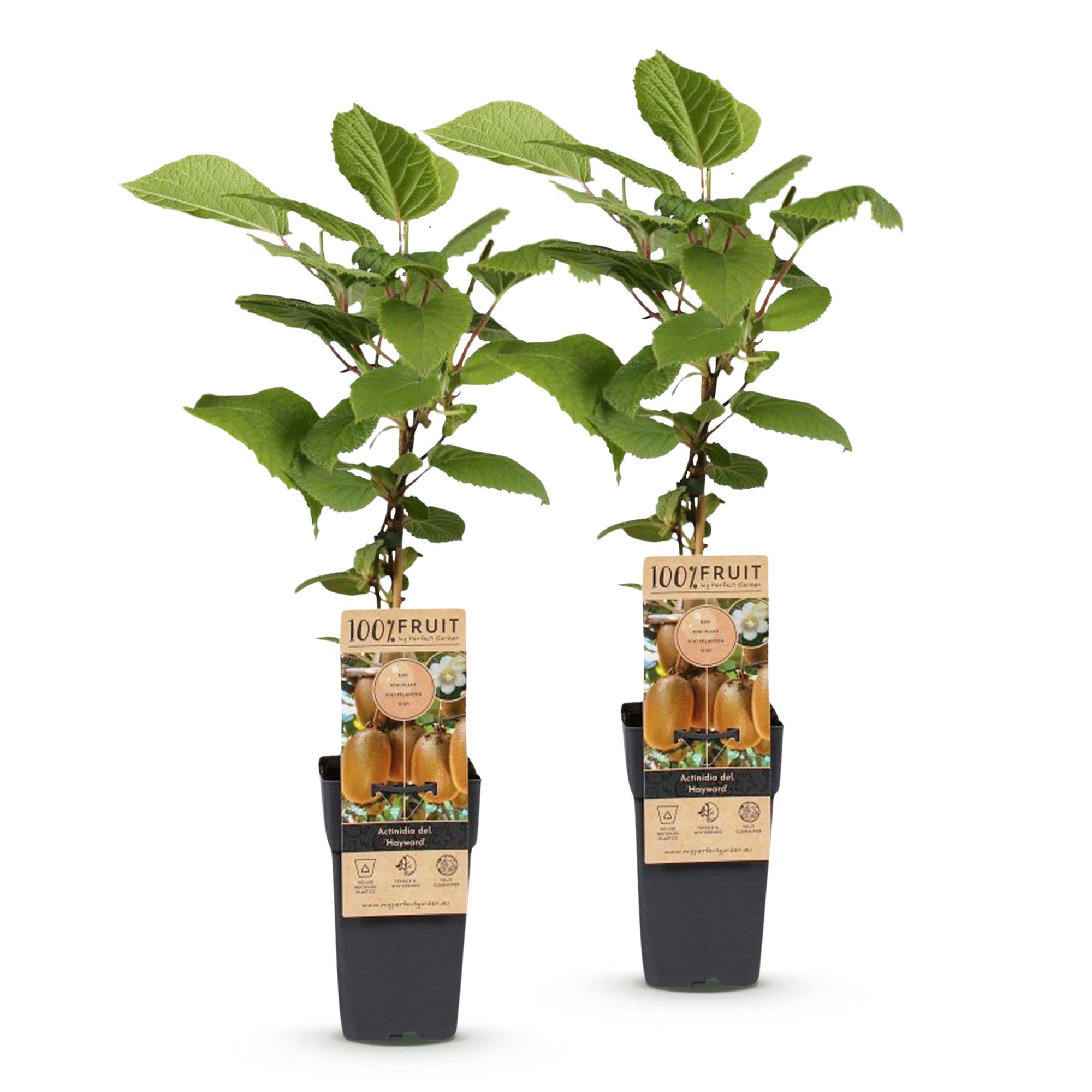 Acitinidia deliciosa Hayward - Kiwiplant - Vrouwelijk - Groene Vrucht - 2 Planten - Pot 15cm - Hoogte 50cm