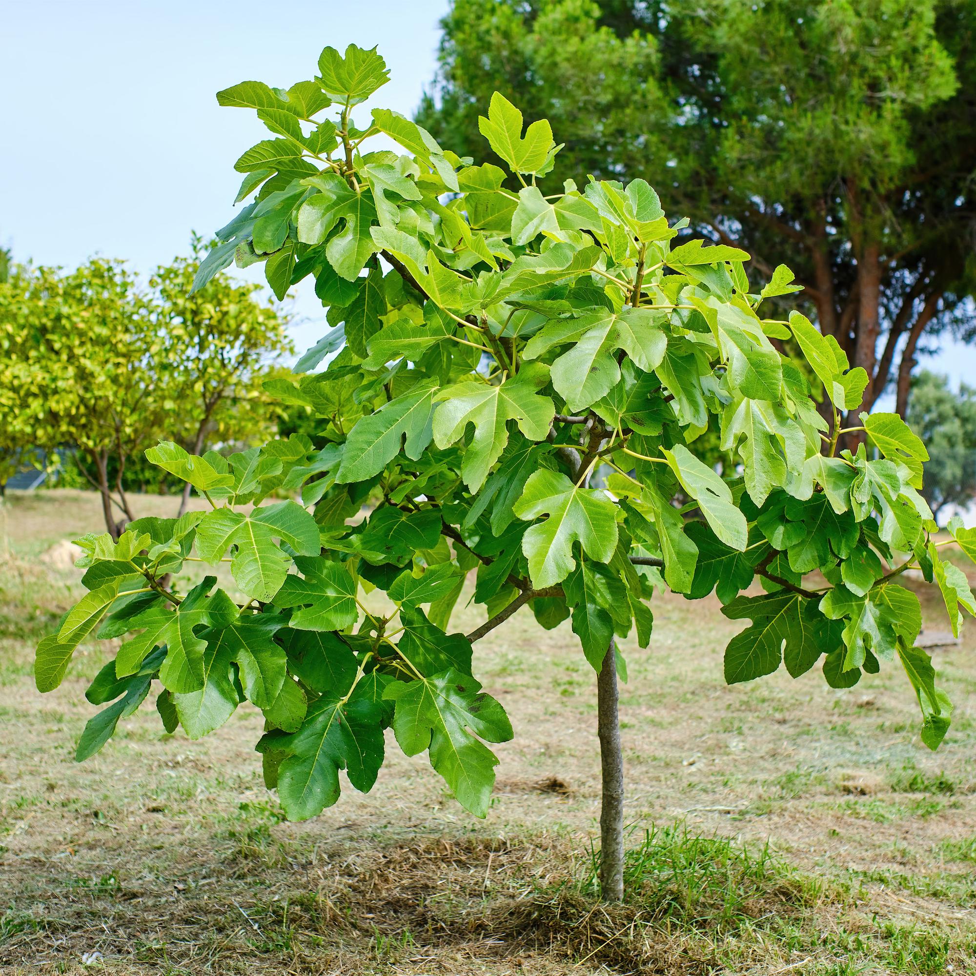 Green boutiQ - Pianta su stelo - Ficus carica Brown Turkey - Pianta da terrazza - Decidua - Resistente all'inverno - Frutto verde - Vaso 19 cm Altezza 90 cm