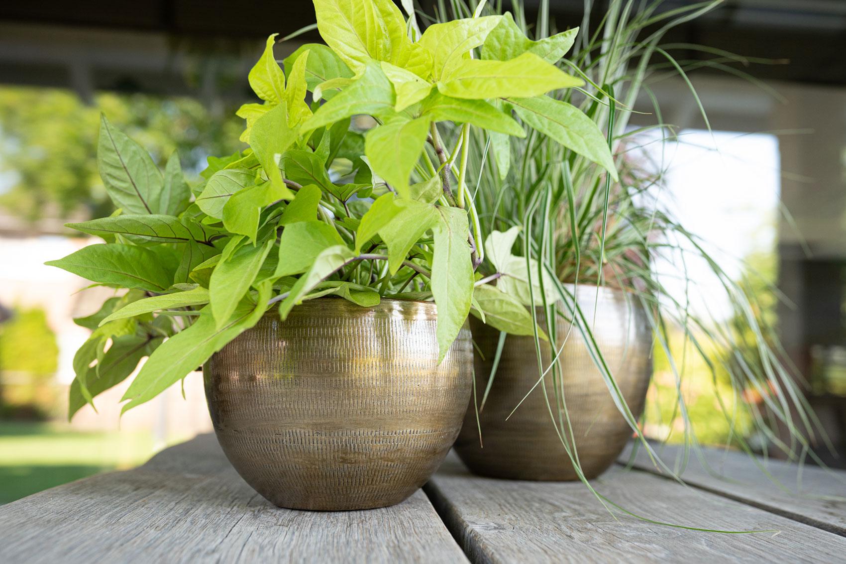 Juego de 5 Rowen de aluminio color oro - Oro