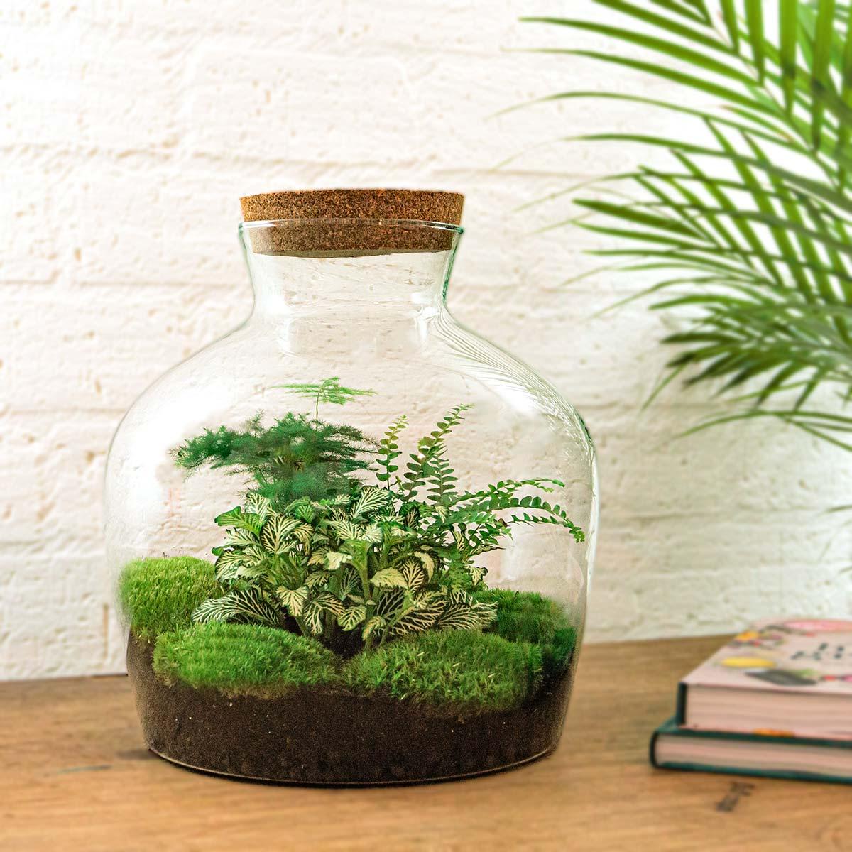 DIY-Terrarium – Fat Joe Green – ↕ 30 cm – Normal