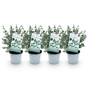 Eucalyptus boom - Eucalyptus gunni  - Grijs - 4 Planten - Winterhard - Pot 14cm Hoogte 30cm
