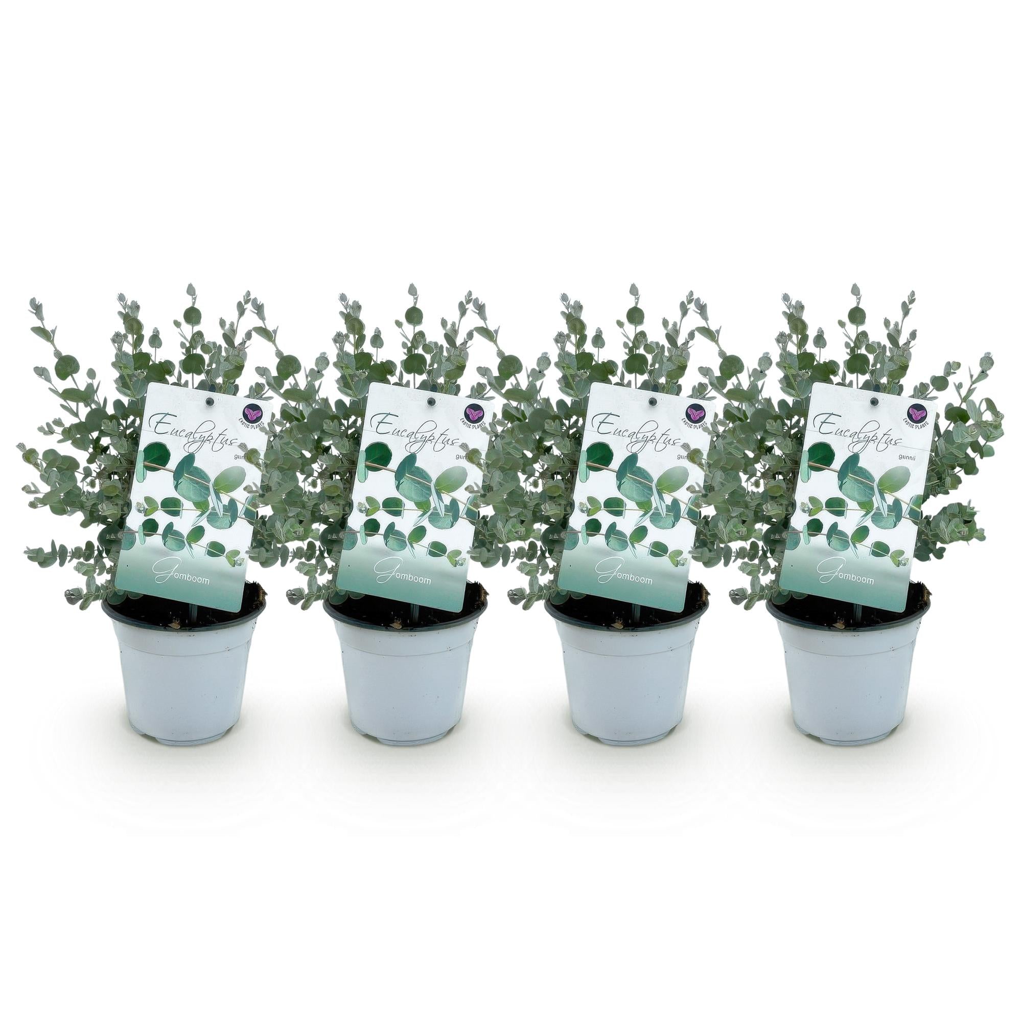 Eucalyptus boom - Eucalyptus gunni  - Grijs - 4 Planten - Winterhard - Pot 14cm Hoogte 30cm