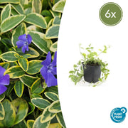 6x Vinca minor 'Aureovariegata' - ↕10-25cm - Ø9cm