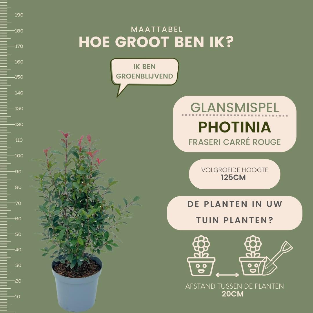 Große Glanzmispelpflanzen für eine 10 Meter lange Hecke | - 12L - 20x | ↨ 125-150 cm - Carré Rouge