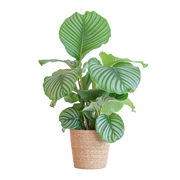 Calathea Orbifolia met Sofia mand naturel - 65cm - Ø21