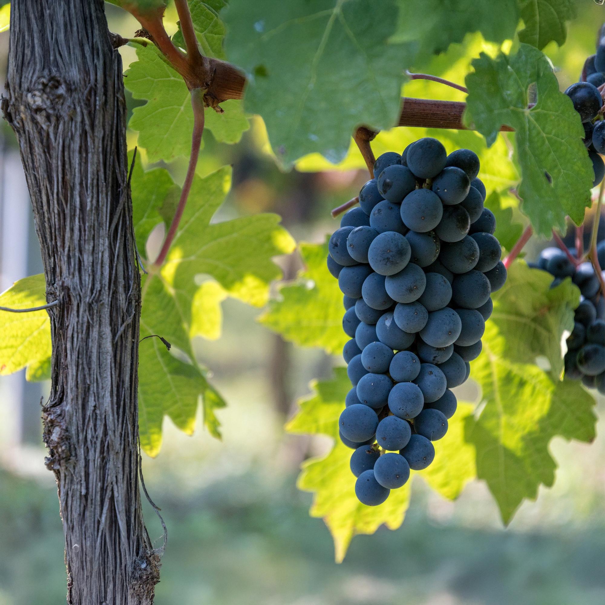 Green boutiQ - Pianta da frutto - Uva blu - Vitis vinifera Boskoop Glory - 2 piante - Vaso 15 cm Altezza 50 cm