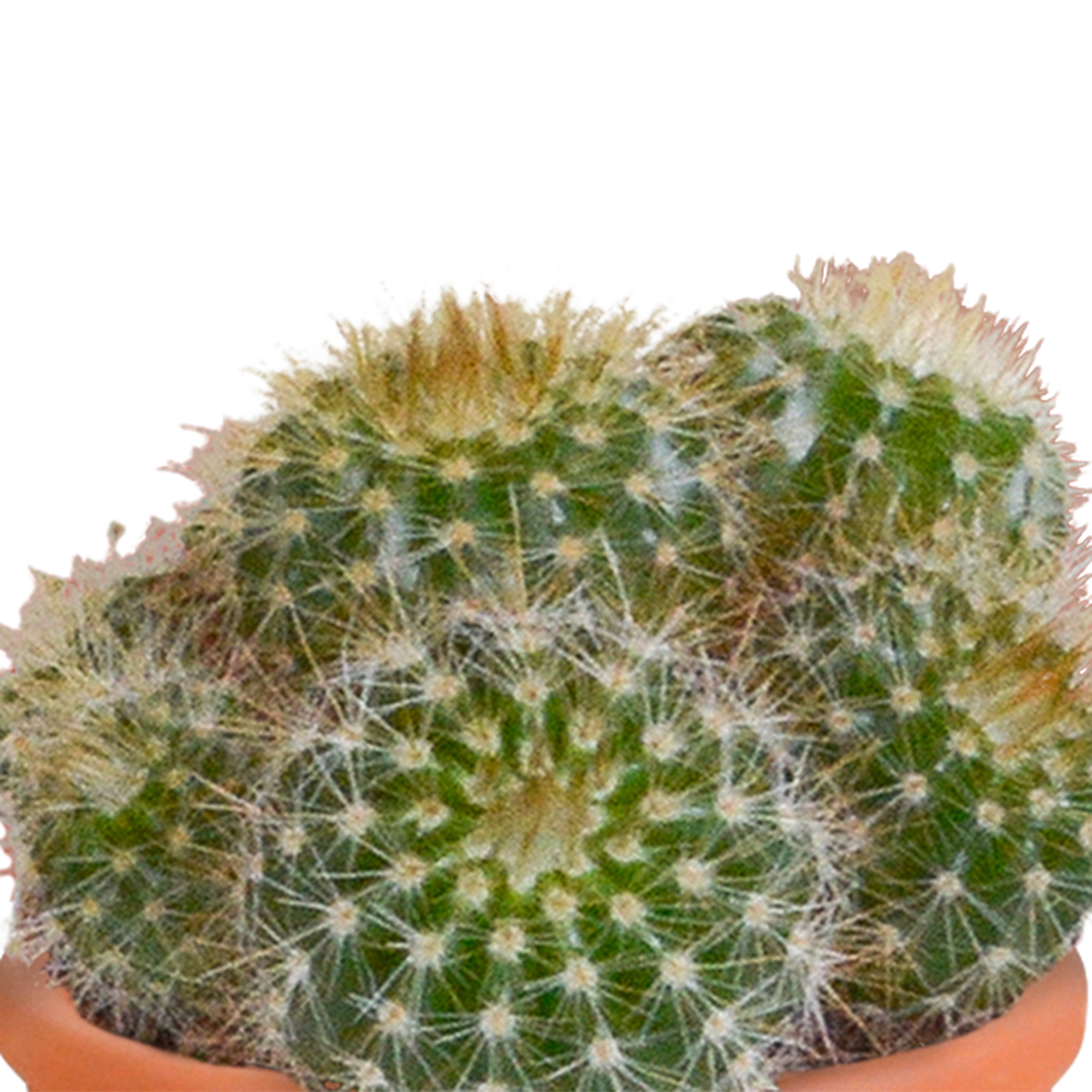Mix di cactus e piante grasse 5,5 cm | 15 pezzi - in vaso di terracotta